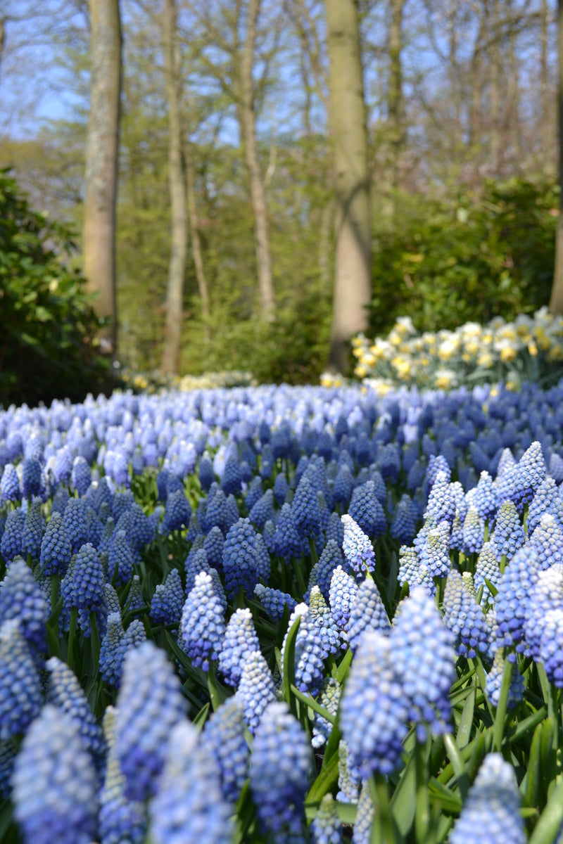 9 Spring Bulbs to Grow this Year Mr Plant Geek Mr Plant Geek Shop