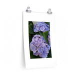 How's Your Hydrangea? Poster