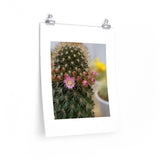 Flowering Cactus Poster
