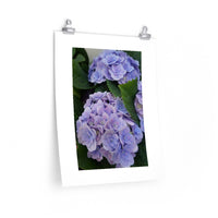 How's Your Hydrangea? Poster