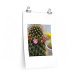 Flowering Cactus Poster