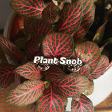 Plant Snob Badge