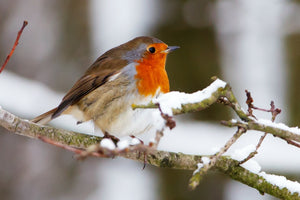 10 reasons this bird food will make your birds happy!