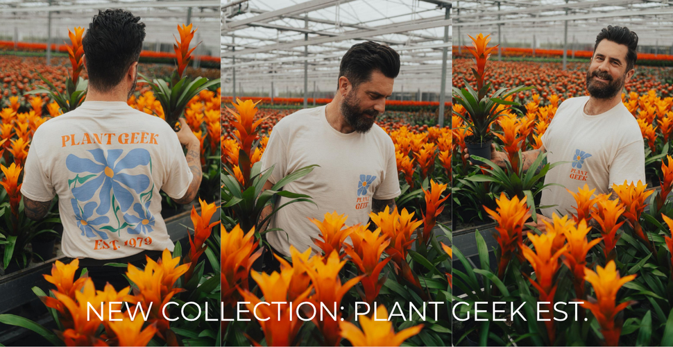 plante i flori Pachet ngrijire Plante de interior pentru flori i frunze sntoase   Gazonul