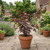 1 Physocarpus Lady in Red Plant, Hardy Bee Friendly Deciduous Garden Shrub, 3 Litre Root Ball