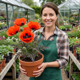 Set of 3 or 6 Papaver Orientale Brilliant Red Poppy Plants, Hardy Perennial, Outdoor Garden Ready, 1 Litre Root-Ball