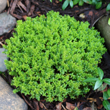 Hebe Green Globe