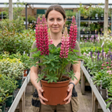 1 Lupin Legendary Rose Shades Plant, Hardy Perennial, Garden Ready, 3 Litre Root Ball