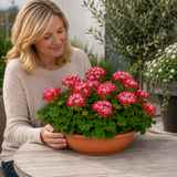 1 Geranium Summer Twist Red White, Hardy Outdoor Garden Ready Flowering Plant, 21cm Root-Ball