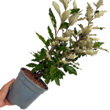 Elaeagnus Crispy