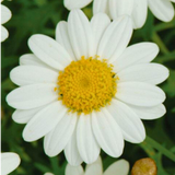 Set of 3 or 6 Large Plants - Argyranthemum Madeira White, Outdoor Garden Ready