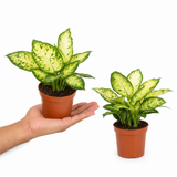 Variegated Dumb Cane Dieffenbachia Plant, Indoor Houseplant, 12cm 1 Litre Pots