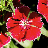 Dianthus Deep Red