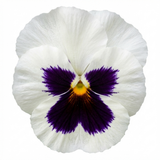 3 Pansy White with Blotch Plants, Hardy Spring & Autumn Flowering Bedding, 3 Litre Root Ball