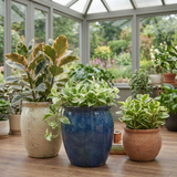 3 Designer Variegated Live Houseplant Collection, Ficus Belize, Marble Queen & Peperomia, 1 Litre Root Ball