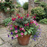 Set of 3 or 6 Large Plants - Fuchsia Tom Thumb, Ready to Plant in Your Garden, 1L Rootballs
