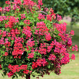 Geranium Tornado Red