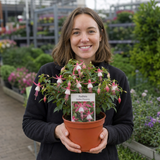 1 Fuchsia Dollar Princess Hardy Perennial Flowering Plant, Outdoor Garden Ready, 3 Litre Root-Ball