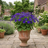 1 Large Senetti Violet Pericallis Plant, Spring Flowering, Outdoor Garden Ready, 6.5L Root-Ball
