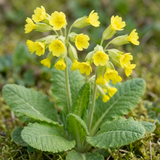 Set of 3 or 6 Primula Veris Yellow Cowslip Primrose Plants, Hardy Perennial, Spring Flowering, Outdoor Garden Ready, 1 Litre Root-Ball
