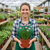 Set of 3 or 6 Fresh Chive Herb Plants, Hardy Perennial Live Herbs for Kitchen Garden, 1 Litre Root Ball