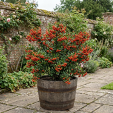 1 Pyracantha Orange Glow Firethorn Plant, Evergreen Fast Growing Climbing Hedge Shrub, 2L Root-Ball