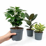 3 Coffee House Houseplant Collection - Coffea Arabica, Ficus Robusta & Peperomia Variegated, 1 Litre Root Ball