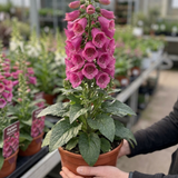 1 Digitalis Hanabee Deep Rose Foxglove Plant, Bee Friendly Hardy Perennial, 3 Litre Root Ball