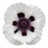 Set of 3 or 6 Papaver Orientale Royal Wedding Poppy Plants, Hardy Perennial, Outdoor Garden Ready, 1 Litre Root-Ball