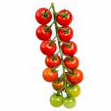 Tumbling Tom Red Tomato Hanging Basket Plants, 25cm Pots