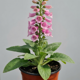 1 Digitalis Hanabee Pink Foxglove, Compact Bee Friendly Perennial Plant, Garden Ready, 3 Litre Root Ball
