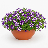 1 Petunia Shortcake Blueberry Live Flowering Plant, Outdoor Summer Garden Ready, 21cm Root Ball