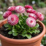 1 Bellis Habanera Rose Pink Double Daisy Plant, Hardy Perennial Spring Bedding, 2Ltr Root Ball