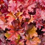 Heuchera Boysenberry