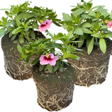 Set of 3 or 6 Large Plants - Calibrachoa Cabaret Early Light Pink Eye, Outdoor Garden Ready