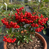 1 Pyracantha Red Star Firethorn Plant, Hardy Evergreen Climbing Hedge Shrub, 3 Litre Root Ball