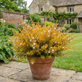 1 Diosma Sunset Gold Plant, Hardy Evergreen Flowering Shrub, Outdoor Garden Ready, 3L 17cm Root Ball