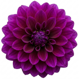 1 Large Plant - Dahlia Maggiore Purple, Ready to Plant in Your Garden, 3L Pot