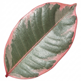 1 Photinia Louise Plant, Hardy Evergreen Red Leaf Hedge Shrub, Outdoor Garden Ready, 26cm Root Ball
