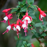 Fuchsia Alice Hoffman