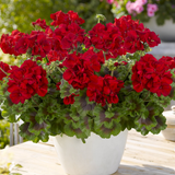 Geranium Toscana Mylena