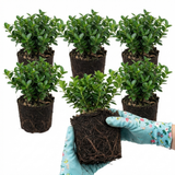 Set of 3 or 6 Euonymus Microphyllus Hardy Evergreen Shrub Plants, Japanese Spindle Hedge, Box Blight Alternative, Outdoor Garden Ready, 1 Litre Root-Ball