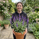 1 Salvia East Friesland Perennial Plant, Bee Friendly Purple Flowers, Garden Ready, 17cm/2L Root Ball