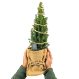 Christmas tree in sack with lights