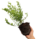 Euonymus Emerald n Gold