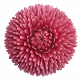 1 Bellis Habanera Rose Pink Double Daisy Plant, Hardy Perennial Spring Bedding, 2Ltr Root Ball