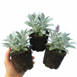 Set of 3 or 6 Stachys Byzantina ‘Lamb’s Ear’ Hardy Evergreen Perennial Plants, Low Maintenance, Border Garden Ready, 1 Litre Root-Ball