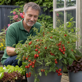 1 Tumbling Tom Red Cherry Tomato Plant, Outdoor Patio Trailing Garden Ready, 2 Litre Root Ball