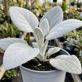 1 Senecio Angel Wings Plant, Hardy Silver Foliage Perennial, Outdoor Garden Ready, 2L Root-Ball