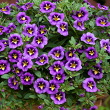 Set of 3 or 6 Large Plants - Calibrachoa Bumble Bee Blue, Outdoor Garden Ready